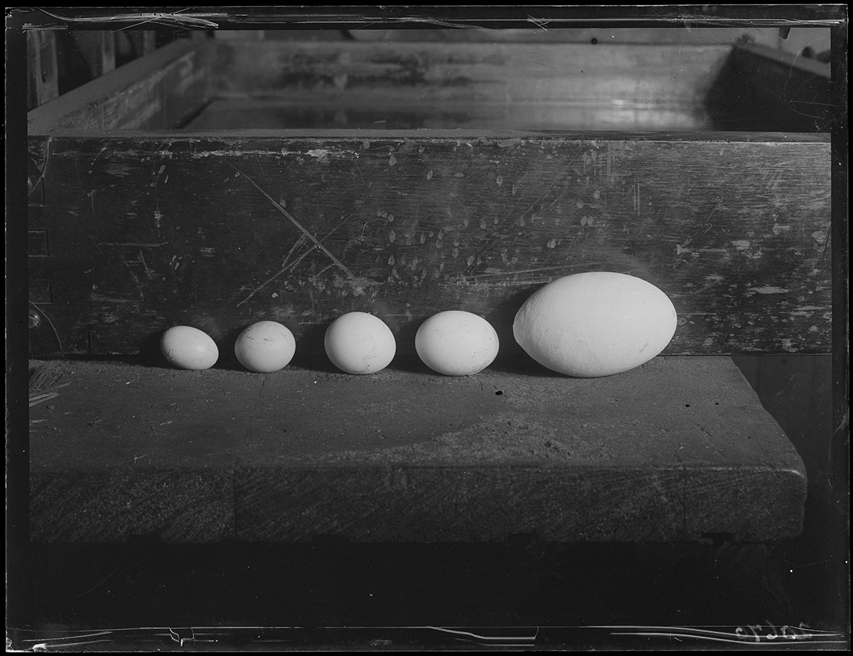 5 eggs (1930).